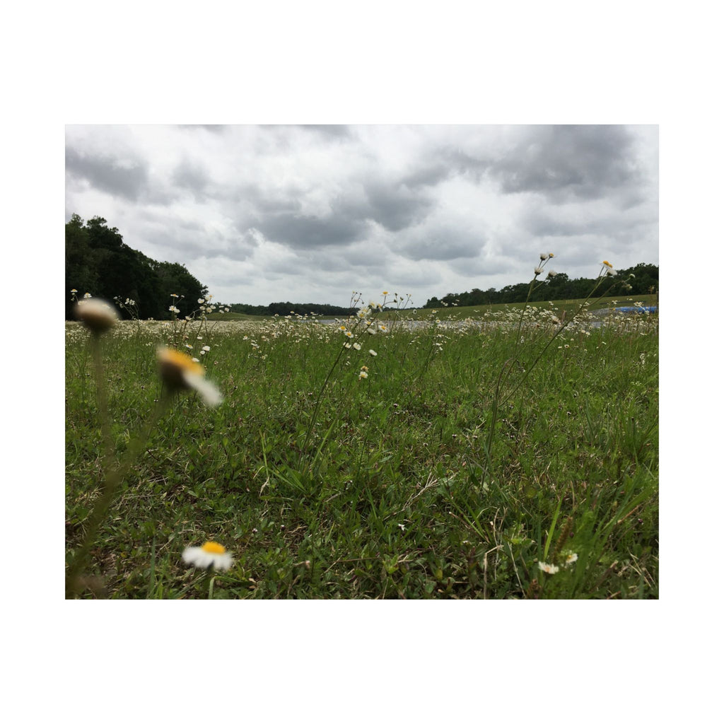 Wildflower Meadow Matte Poster — Horizontal Landscape Wall Art